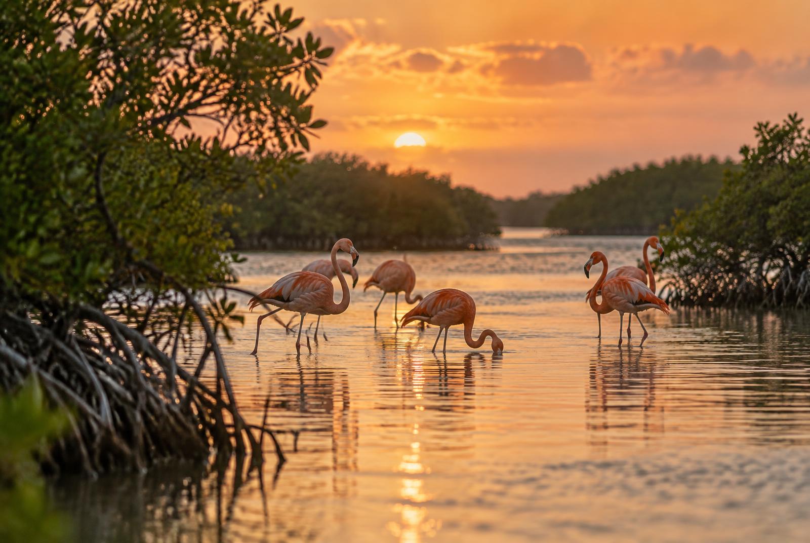 Flamencos rosados en una laguna de manglar al atardecer